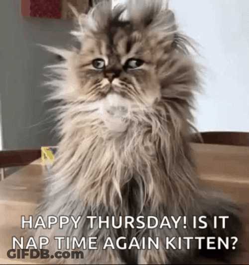 Sleepy Kitty Cat Happy Thursday Funny GIF