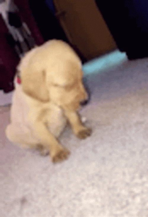 Sleepy Labrador Retriever Dog GIF