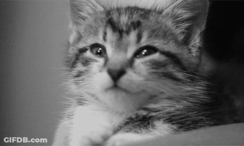 Sleepy Little Cat Blinking Eyes GIF