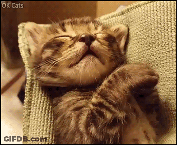 Sleepy Little Cat Dreaming GIF