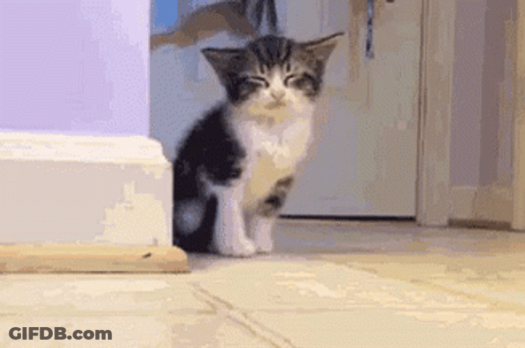 Sleepy Little Cat Falling On Floor GIF