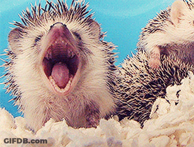 Sleepy Little Hedgehog GIF