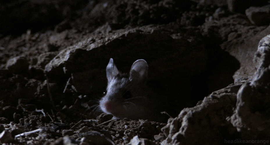 Sleepy Mouse Yawning GIF