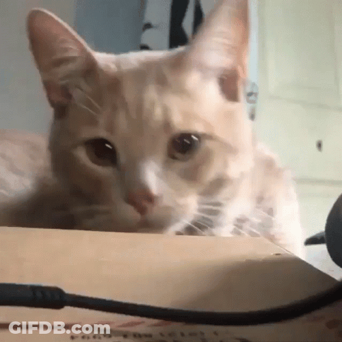 Sleepy Orange Cat Meow GIF