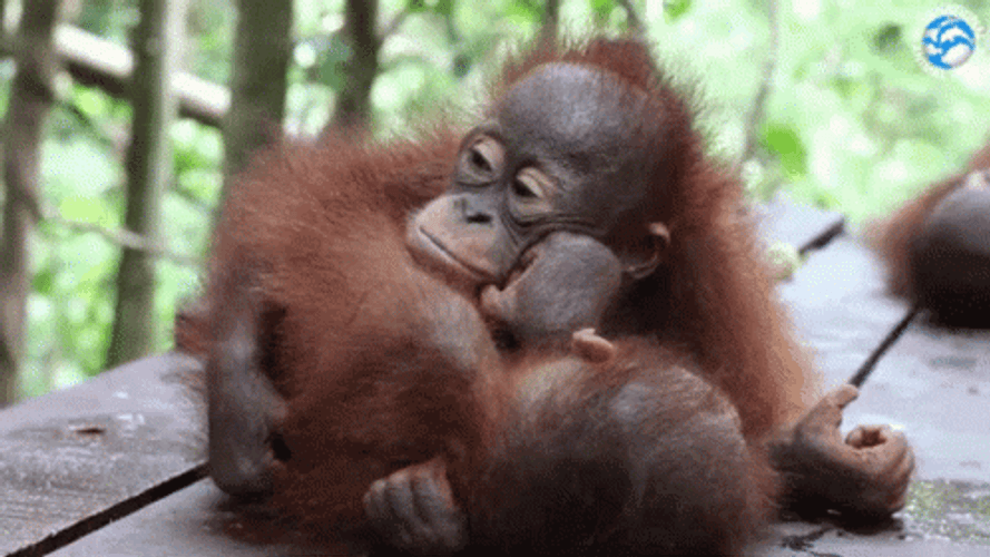 Sleepy Orangutan GIF