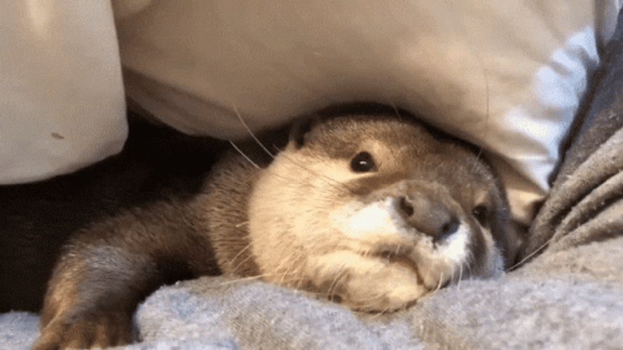 Sleepy Otter GIF