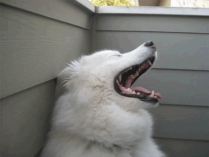 Sleepy Samoyed Yawning GIF