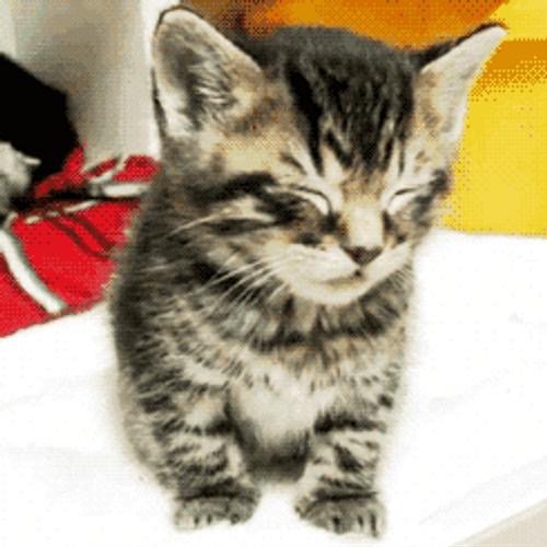 Sleepy Tabby Cat GIF
