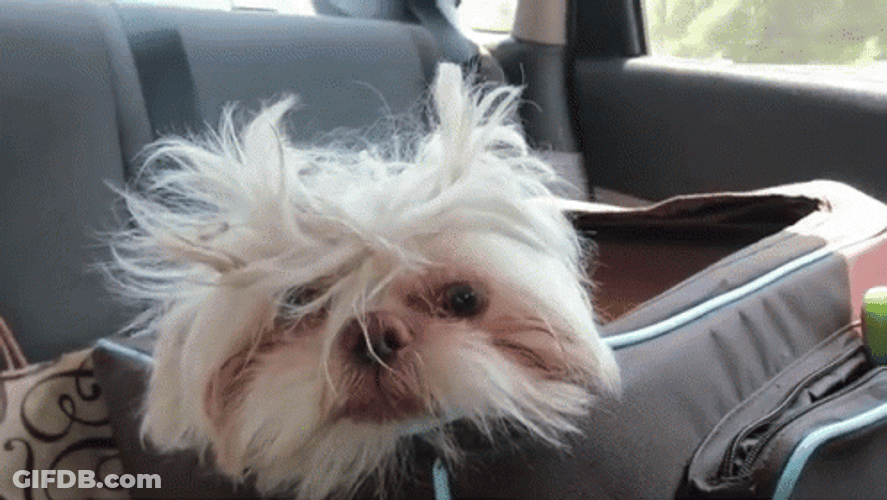Sleepy Ugly Dog GIF
