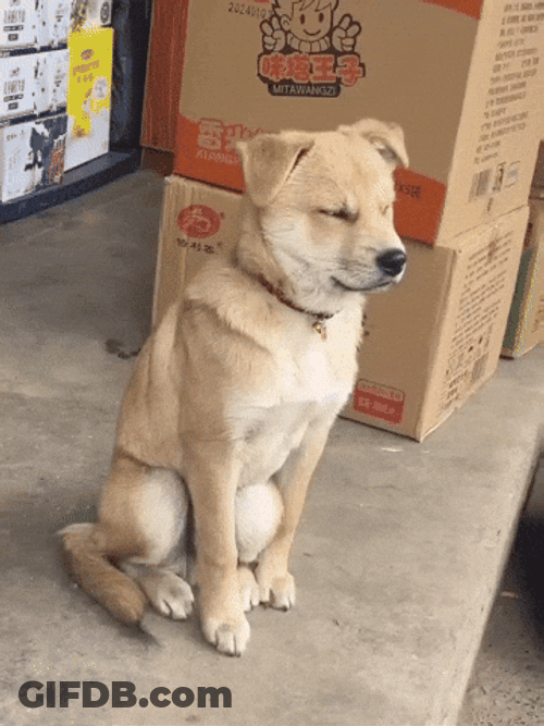 Sleepy Weak Dog Meme GIF