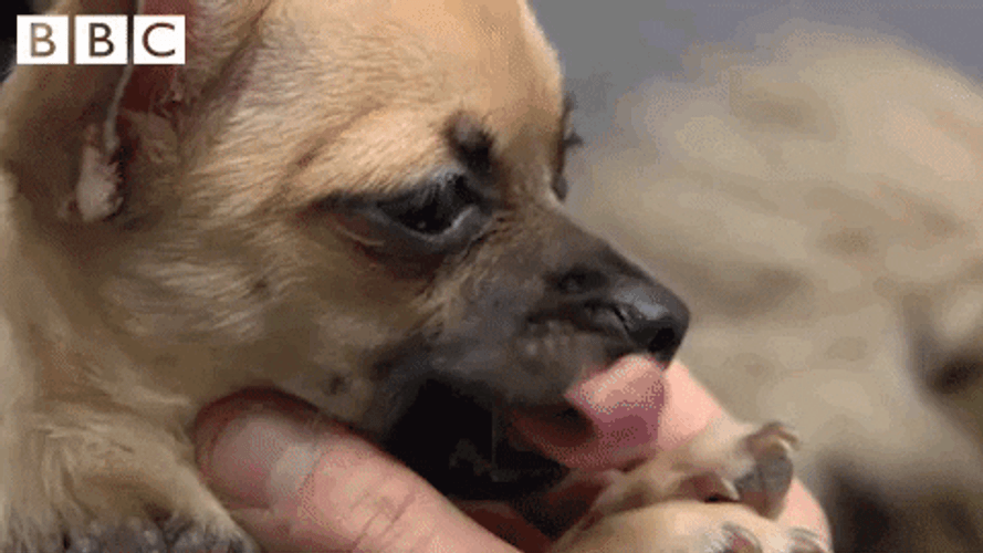 Sleepy Yawning Dog Bed Time GIF