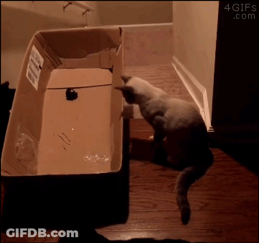 Sliding Cat On Stairs GIF
