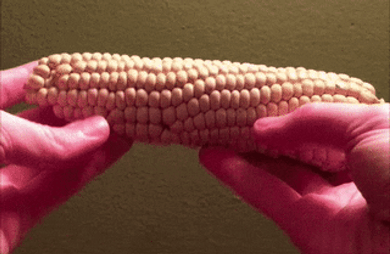 Slime Satisfying Crushing Corn GIF