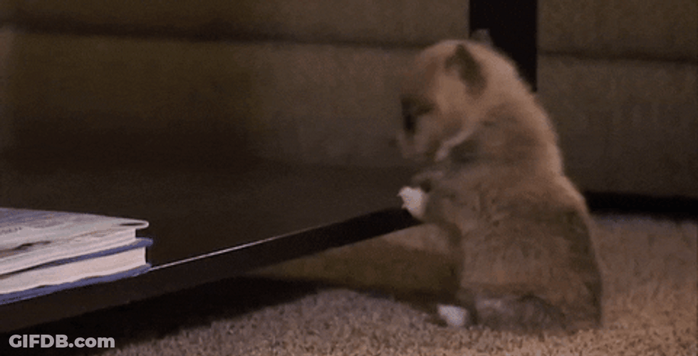 Slip Cute Funny Dog GIF