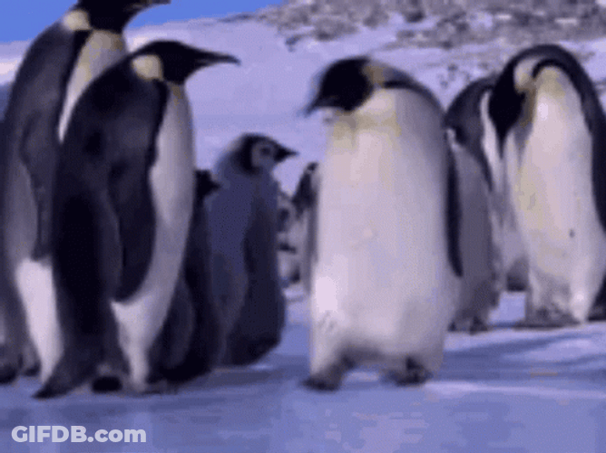 Slip Emperor Penguin Falling GIF