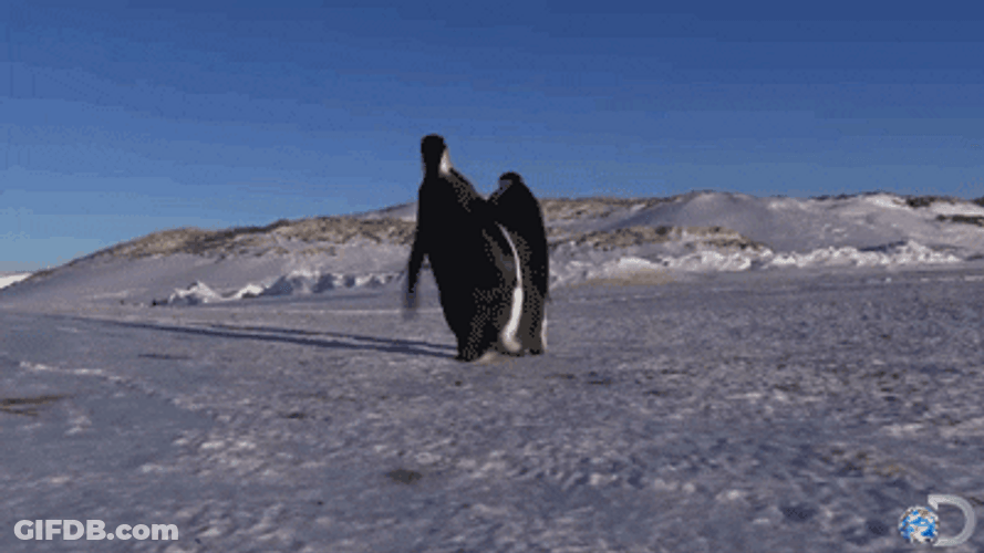 Slip Falling Down African Penguin GIF