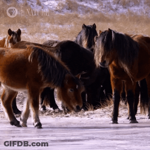 Slip Pony Horse GIF