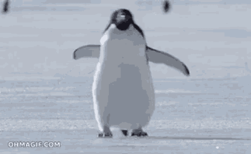 Slipping Penguin GIF