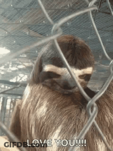 Sloth Behind Chain Link Fence Love You GIF