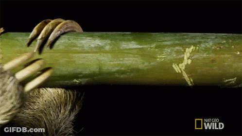 Sloth Claws Reaching Into Green Bamboo With National Geographic Logo GIF