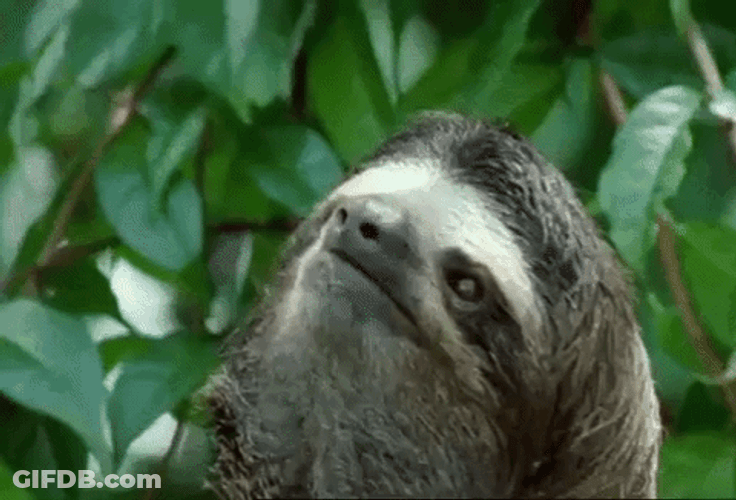 Sloth Closing His Eyes GIF