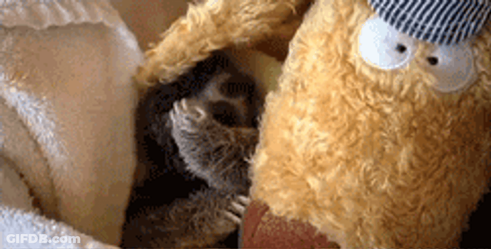 Sloth Covering His Face GIF