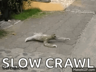 Sloth Crawling On Sidewalk Slow Crawl GIF