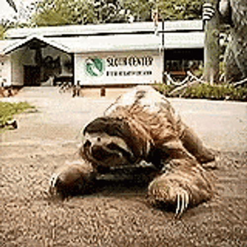 Sloth Crawling On The Street GIF