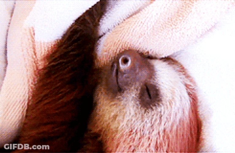 Sloth Deeply Sleeping GIF