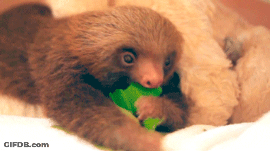 Sloth Eating Leaves GIF