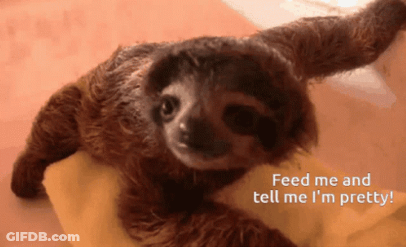 Sloth Feed Me I Am Pretty GIF