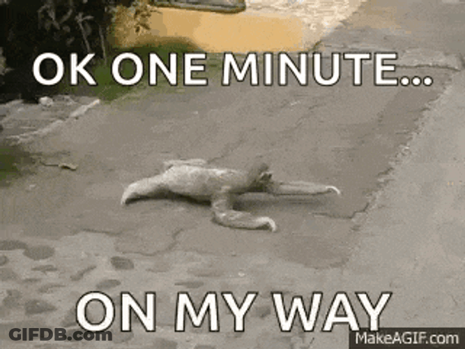 Sloth GIF