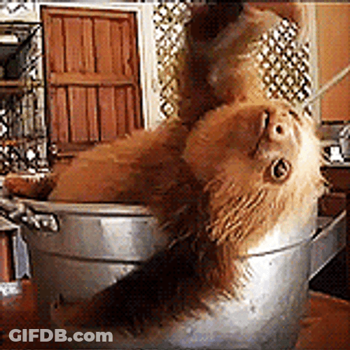 Sloth Inside The Cauldron GIF