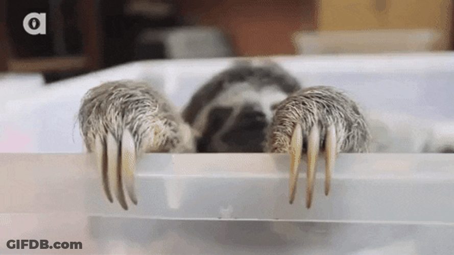 Sloth Interested GIF