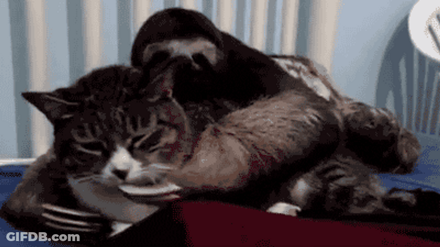 Sloth Kissing Cat GIF