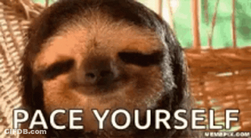 Sloth Laying In Wicker Basket Pace Yourself GIF