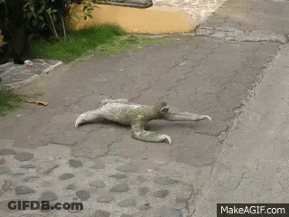 Sloth Laying On Back On Cobblestone Street GIF