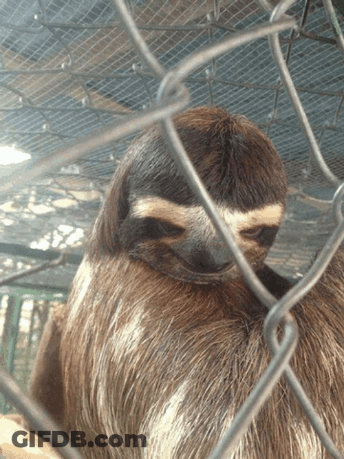 Sloth Moving Eyebrows GIF