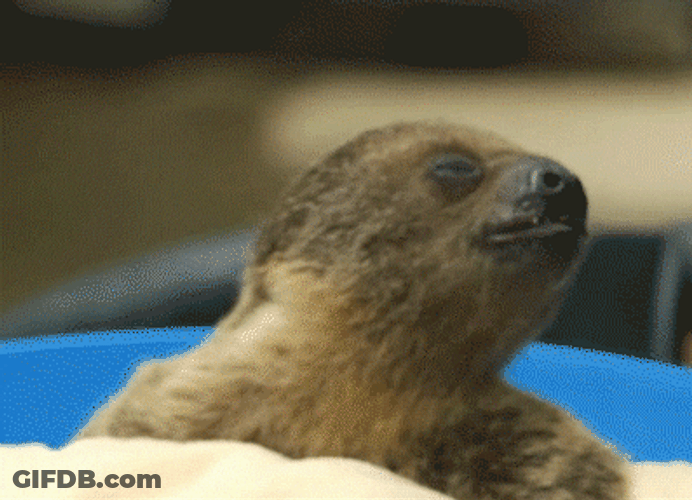 Sloth Nom Nom Yaaass GIF