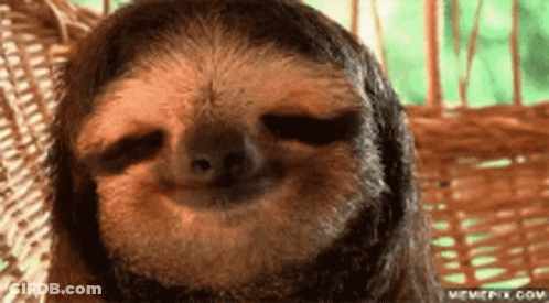 Sloth Sitting In Wicker Chair Smiling GIF