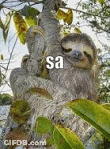 Sloth Sleeping In Tree Saying Sa GIF