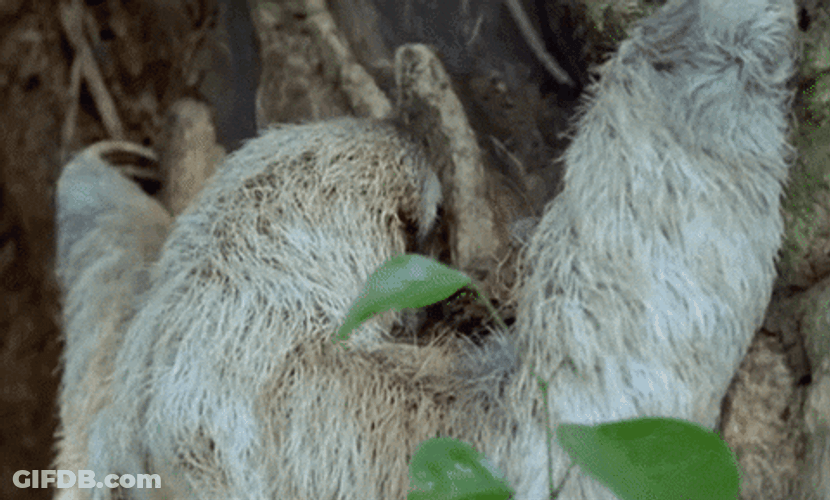 Sloth Sticking On Tree GIF