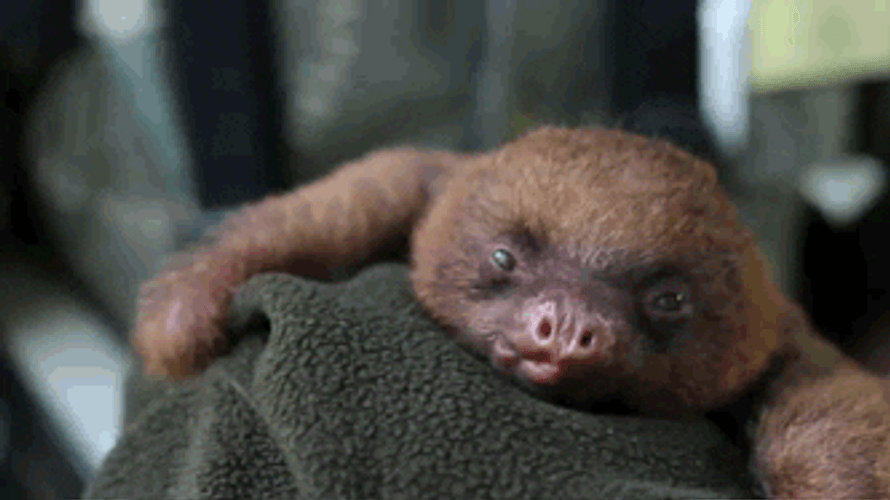 Sloth Sticking Out His Tongue GIF
