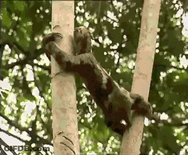 Sloth Struggling Climbing GIF