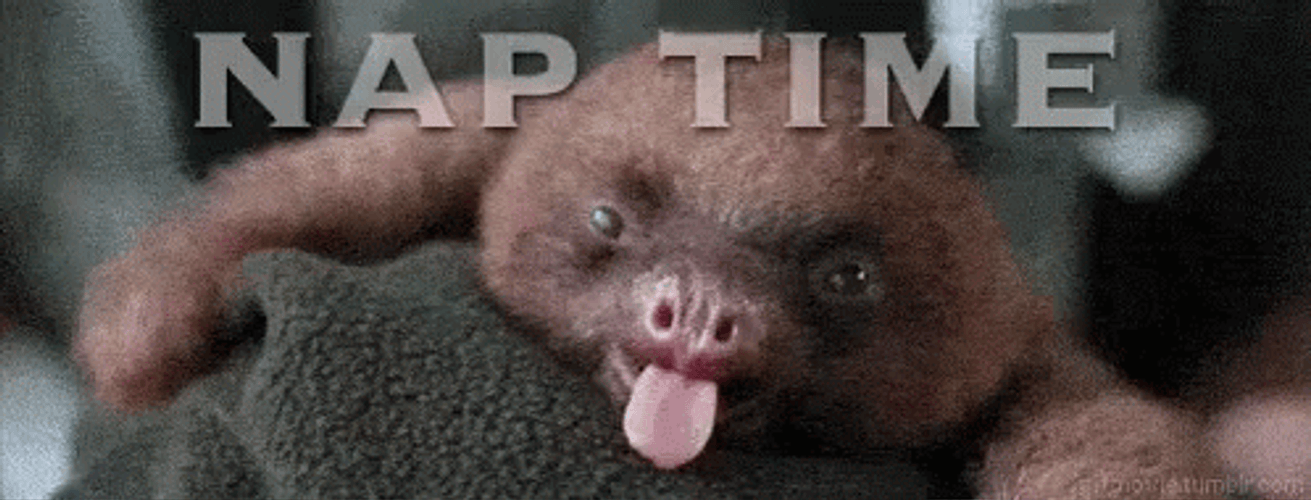 Sloth Want Some Nap Time GIF