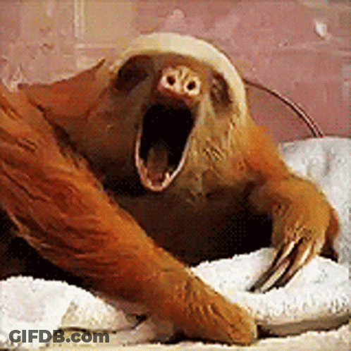 Sloth Yawning On Towel GIF