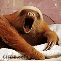 Sloth Yawning Sitting On Towel GIF