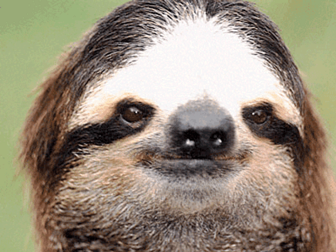 Sloths With Sunglasses Deal With It GIF