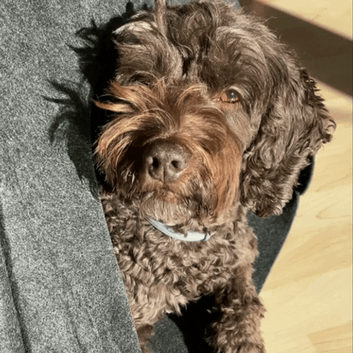 Slow Blink Cute Dog Puppy Dog Eyes GIF