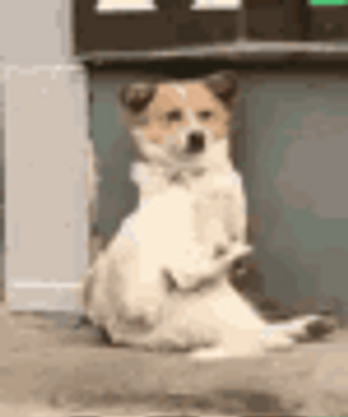 Slow Clap Sad Stray Dog GIF